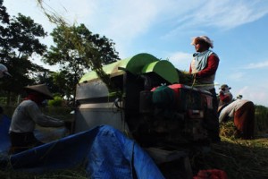 PANEN PUJOKERTO