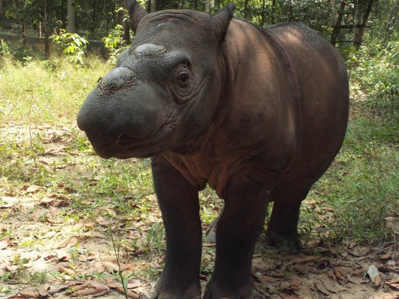 ANDATU BADAK SUMATRA WAY KAMBAS