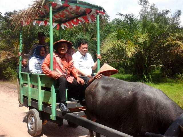 Anggota DPD Anang Prihantoro bersama assiten II Lampung Timur Djunaidi menaiki andong sapi di desa Brajo Harjo Sari Lamtim.