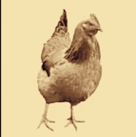 Ilustrasi Ayam, (gbr Istimewa)