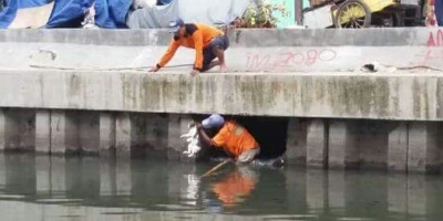 Dua orang petugas kebersihan berusaha mencoba menyelamatkan binatang kucing yang terjebak di pinggiran sungai. Sumber photo/indoheadlinenews.