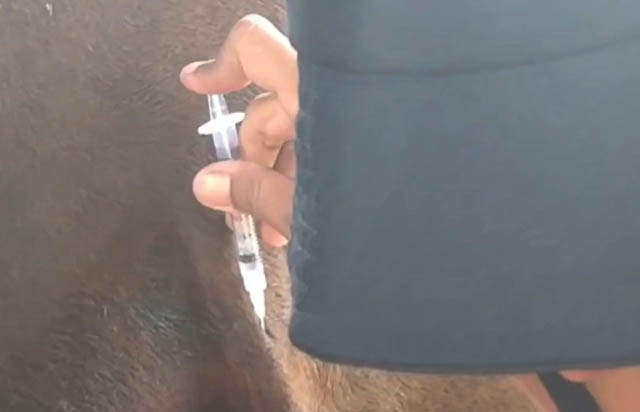 #Berita Kota MEtro,#Media Lampung,#Kurban Sapi,#Sapi Kurabn