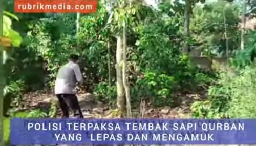 #Kutab Sapi, #Sapi Lepas,#Leo Dirgantara#Kapolsek Banunrejo Lamteng 