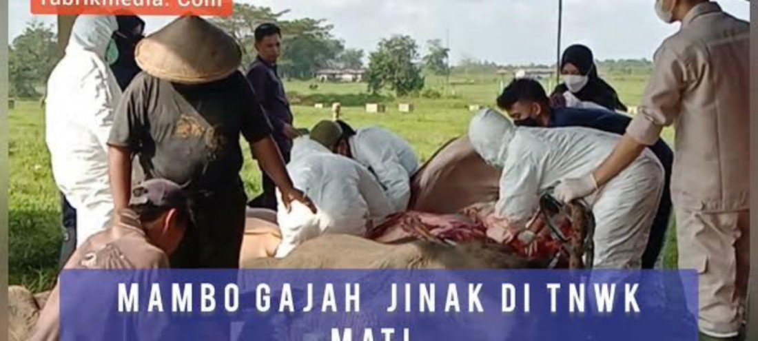 #Berita Lampung, #Gajah Way Kambas, #Sekolah Gajah, #Balai Latihan Gakah