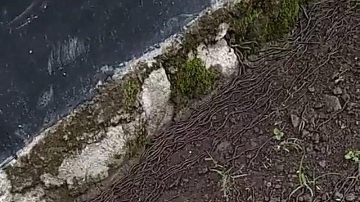 sekumpulan cacing, cairan disinfektan, habitat cacing tercemar, virus corona, Jawa Tengah