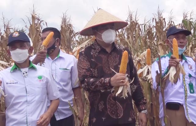 Media Lampung, Media Lamteng, Portal Berita Lampung, Info Lampung, Panen Raya Jagung Seputih agung.Rubrik, Media Online, Media Siber Lampung, ,